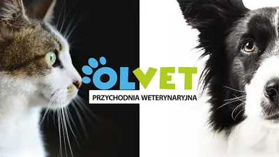 Przychodnia Weterynaryjna OLVET. Weterynarz Częstochowa. RTG i Rentgen stomatoloigczny.